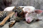 Тигр и Свинья