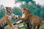 Тигр противник