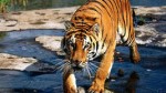 Тигр начальник