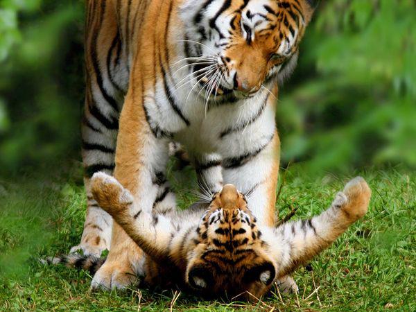 Тигр с Тигром